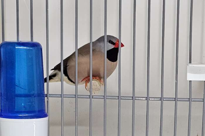 spitsstaart amadine mannen te koop