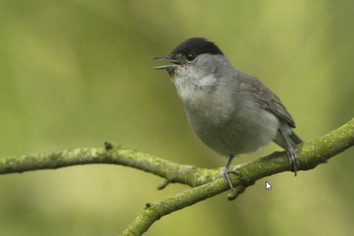 zwartkop man gezocht