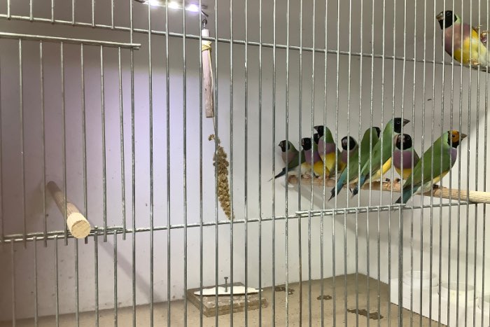 te koop gouldamadines