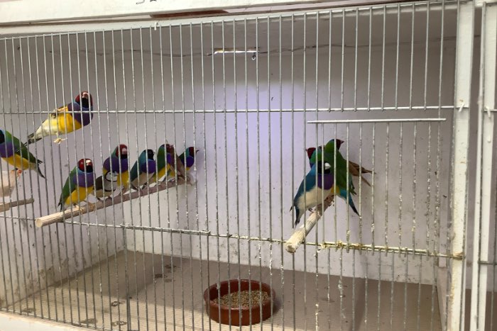 te koop gouldamadines