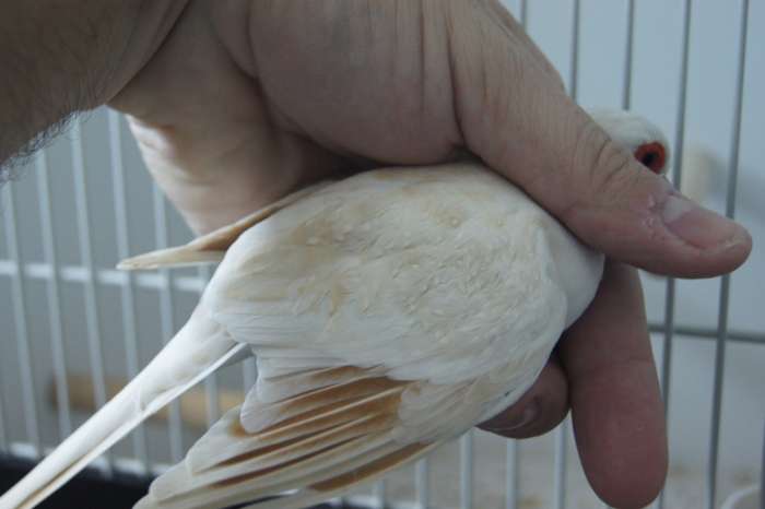 diamantduiven gevraagd, zie foto's