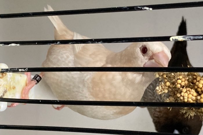 ino crème japanse meeuwen