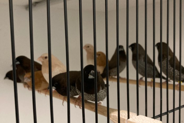 ino crème japanse meeuwen