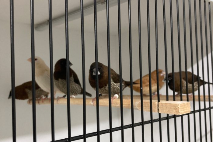 ino crème japanse meeuwen