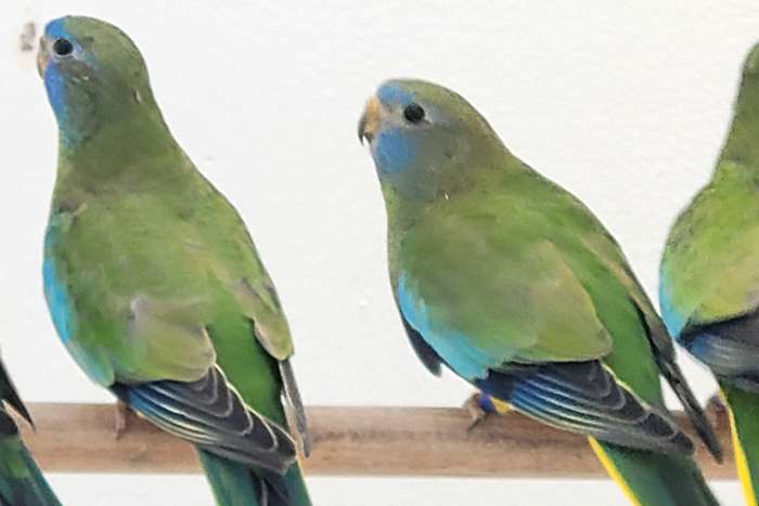 te koop splendid parkieten 2025.