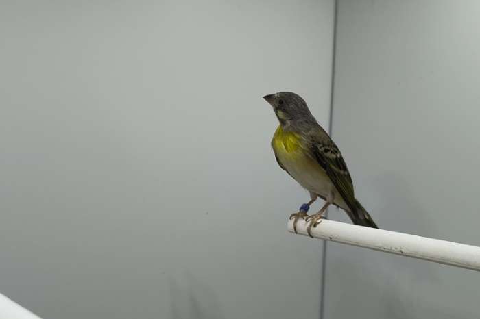 man citroenborst edelzanger