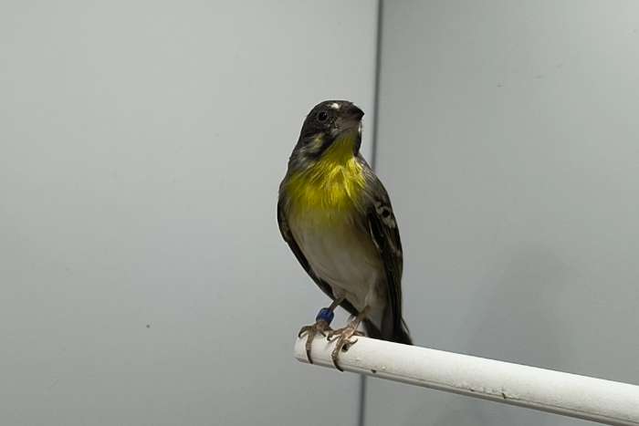 man citroenborst edelzanger