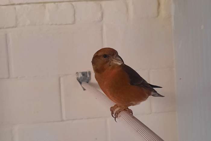 laatste grote kruisbek mannen 2025