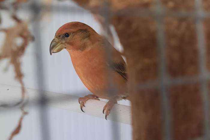 laatste grote kruisbek mannen 2025