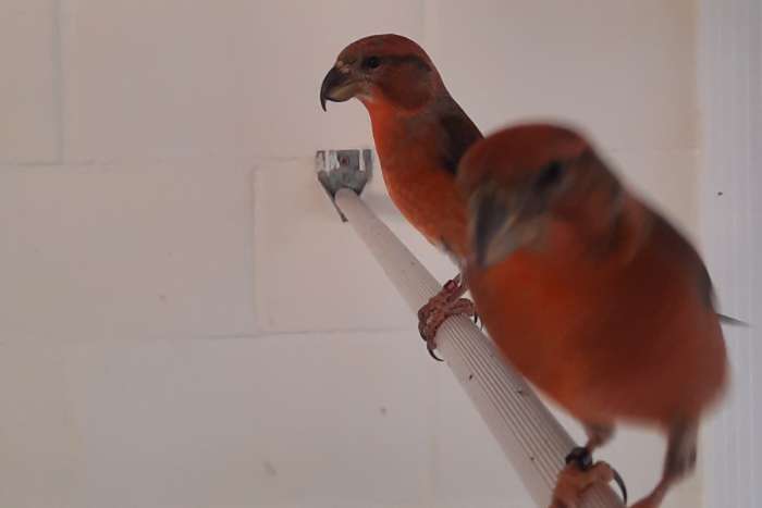 laatste grote kruisbek mannen 2025