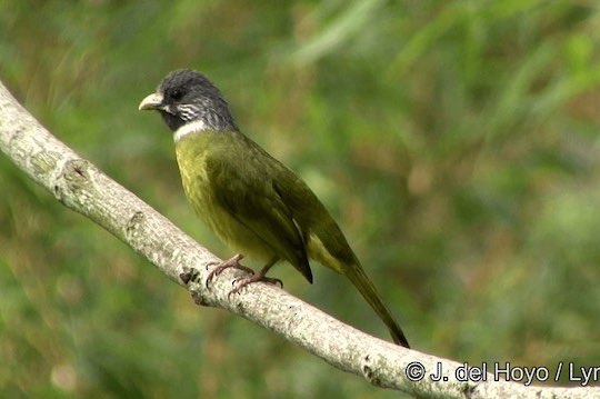 lijst met bijzondere soorten vogels