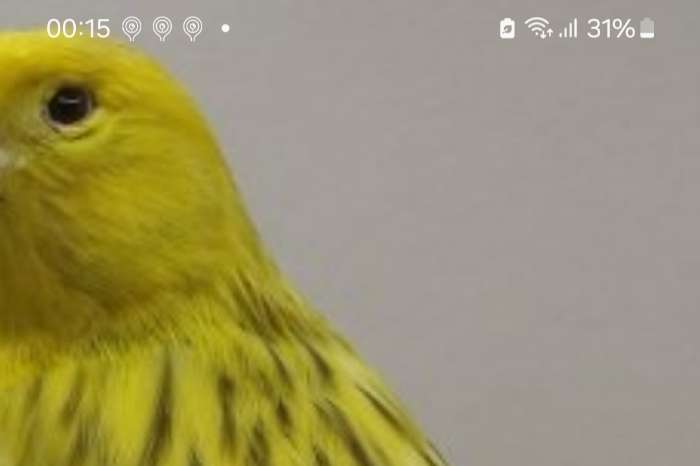 agaat topaas geel intersief