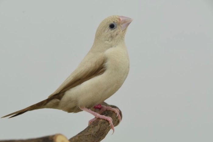 zilverbekjes grijs, bruin grijs