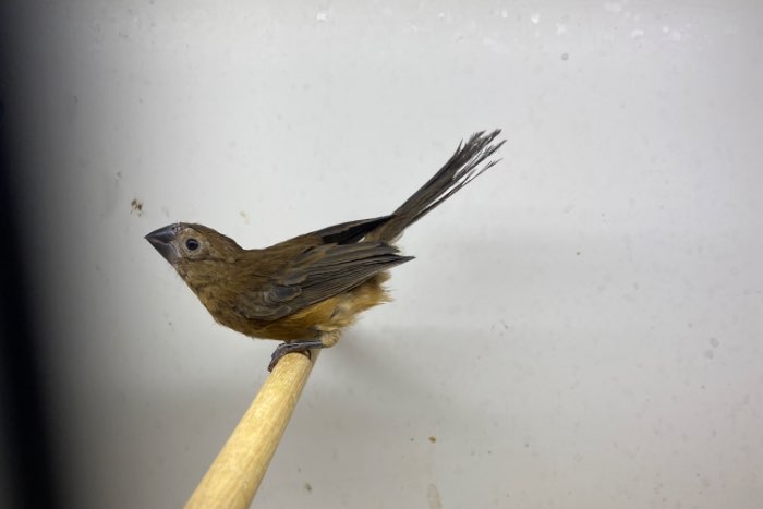 braziliaanse blauwe bisschop