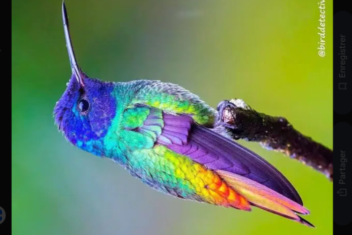 hummingbird