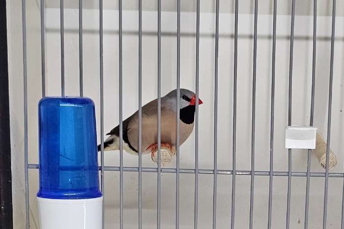 2-2 roodsnavel spitsstaart amadines