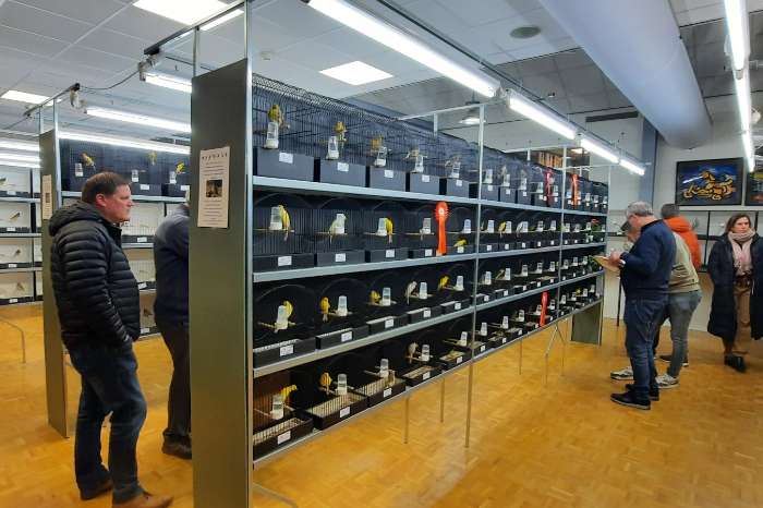 grote vogelshow met 542 vogels