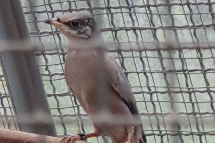 seidenwürger (hypocolius ampelinus)