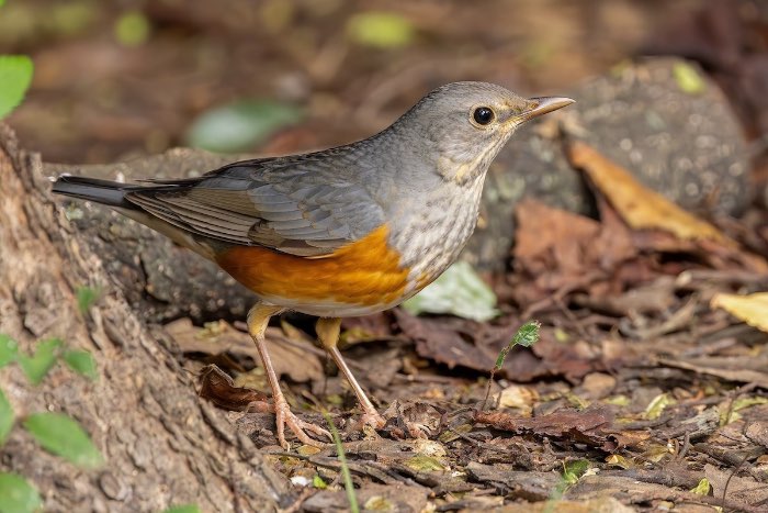 damalijsters, kastanjeruglijster