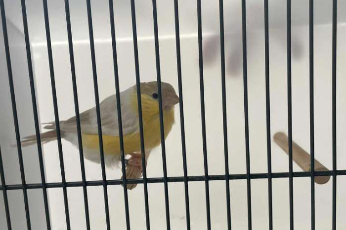 geelbruinpastel goudvink