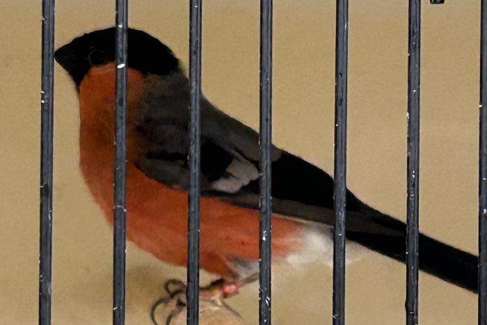 europese goudvink man 2024