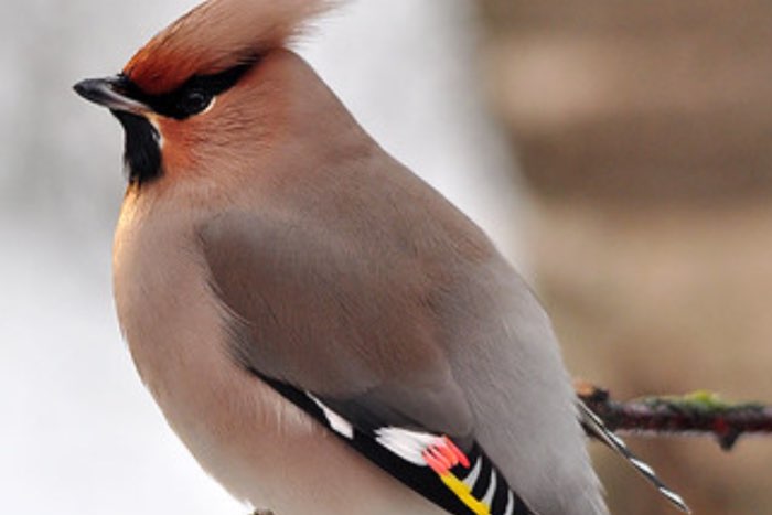 europese pestvogel - bombycilla garrulus