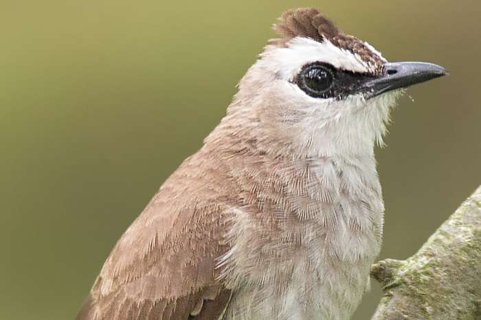 wenkbraun buulbuul, pycnonotus goiavier