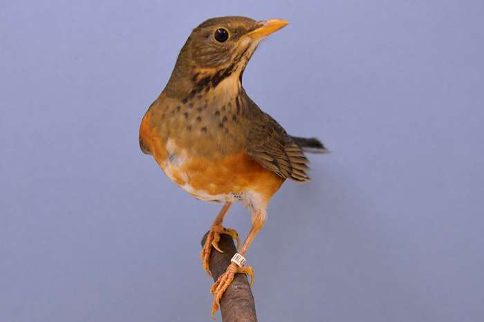 pop dama lijsters en pop zwartborstlijster te verkrijgen