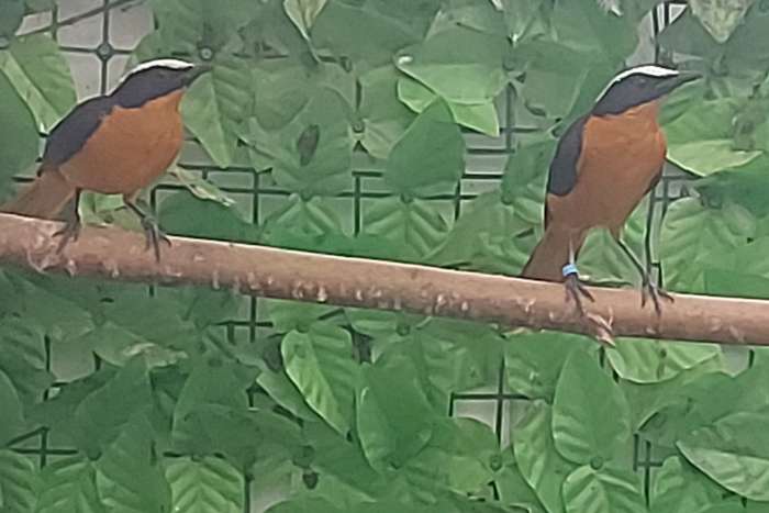 kweekkoppel + jonge man schubkaplawaaimaker