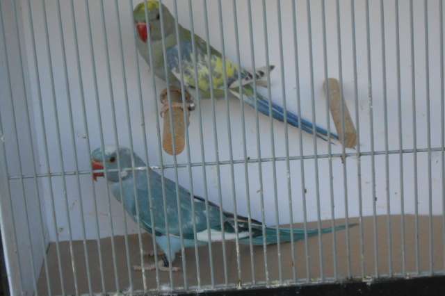 halsbandparkieten rec bont 2025