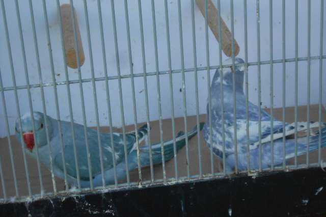 halsbandparkieten rec bont 2025