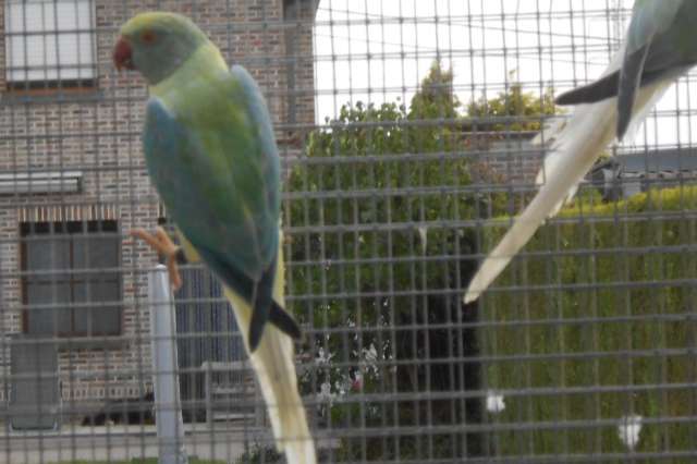 bleekstaart opaline 2025