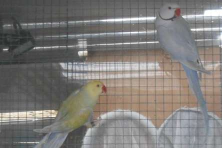 kweekrype halbandparkieten