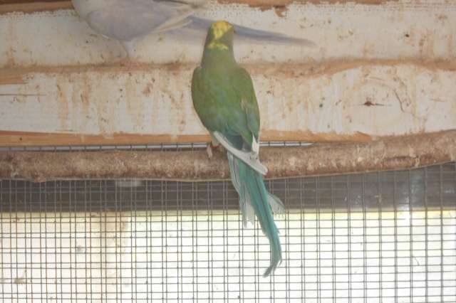 kweekrype halbandparkieten