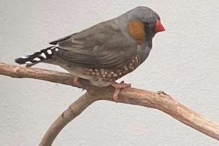 koppel zebravinken goed formaat