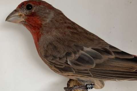 mexicaanse roodmussen