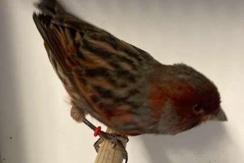 zwart-rode kanaries 2025