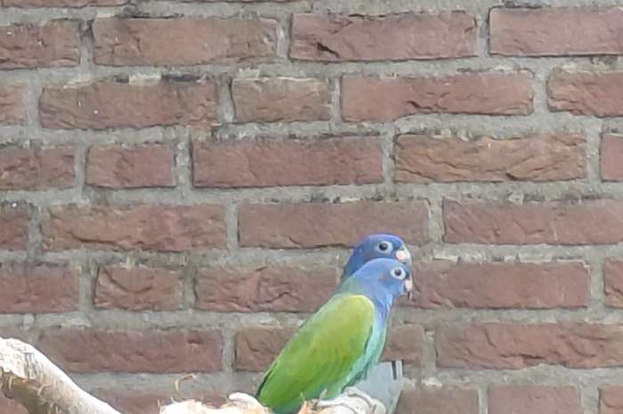 pionus bronsvleugel , menstruus en maximiliani-papegaaien.