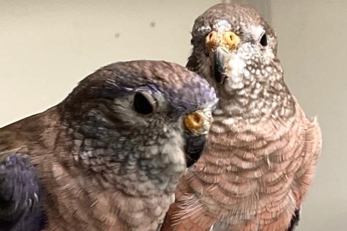 koppels en losse wildkleur bourke parkieten (2025)