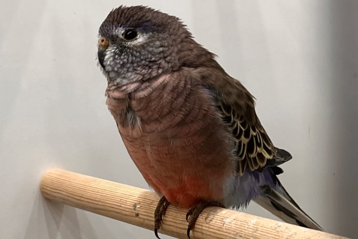 koppels en losse wildkleur bourke parkieten (2025)