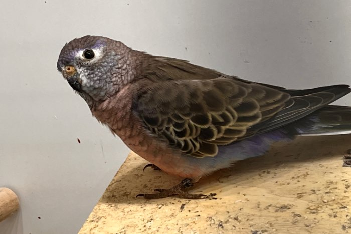 koppels en losse wildkleur bourke parkieten (2025)