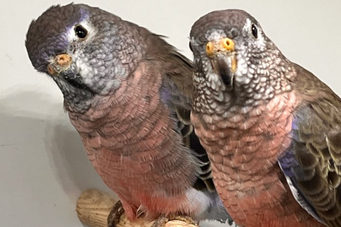 koppels en losse wildkleur bourke parkieten (2025)