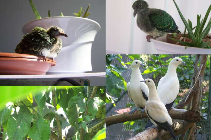 fruit doves available