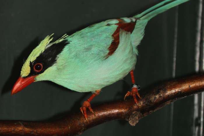 0-3 pop groene kitta 2024 en 2025