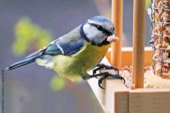 tijdschriften aob belgische vogelbond