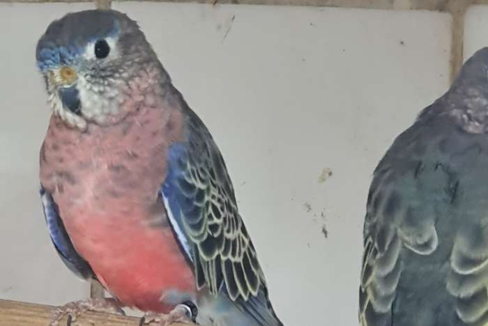 te koop bourkesparkieten