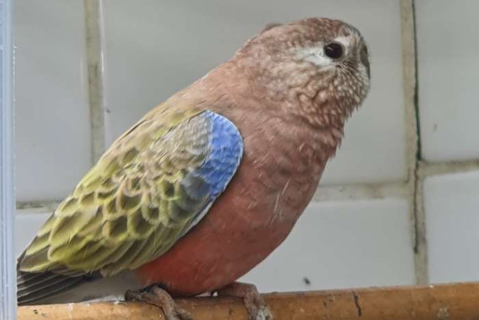 te koop bourkesparkieten