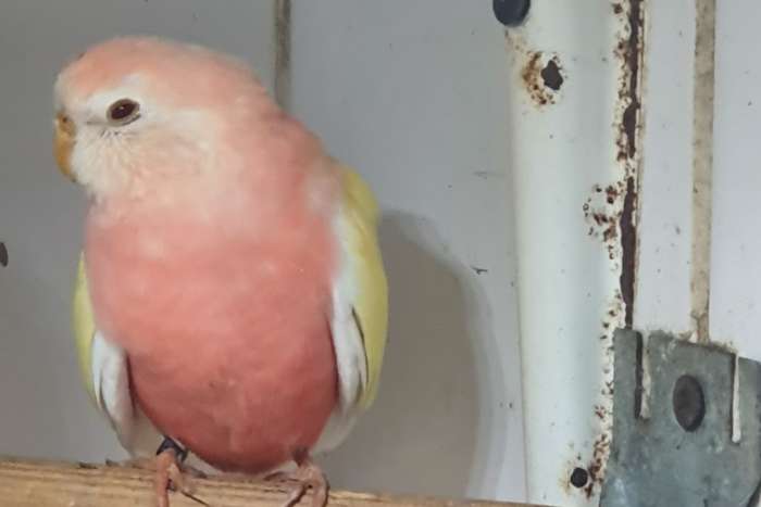 te koop bourkesparkieten