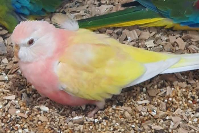 te koop bourkesparkieten