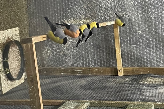 goudvinken in alle kleur mutaties te koop